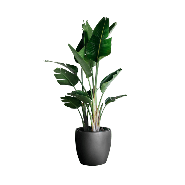 Decorative flowerpot with a plant, Green, Dark gray