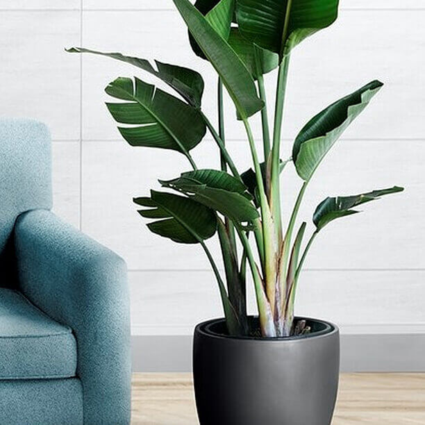 Decorative flowerpot with a plant, Green, Dark gray